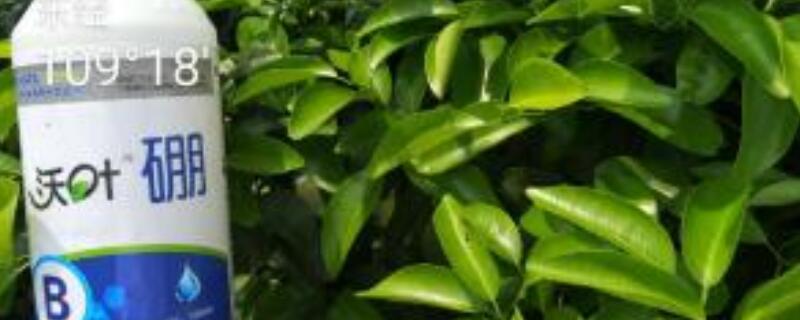 植物硼中毒解决办法（植物硼肥中毒怎么解救）