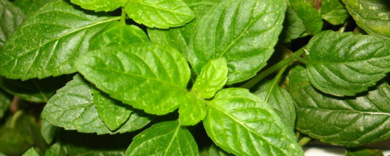 薄荷冬天冻死了来年会发芽吗 薄荷冬天冻死了来年会发芽吗图片