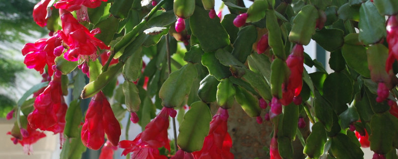 仙指兰嫁接后不开花（仙指兰嫁接后不开花怎么回事）