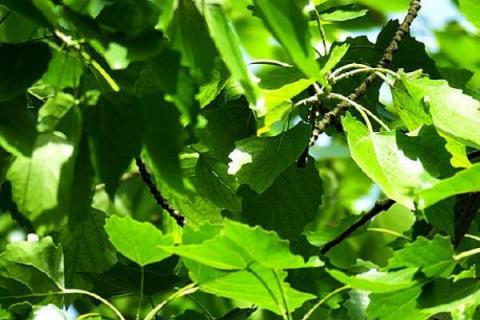 毛白杨的叶子特征