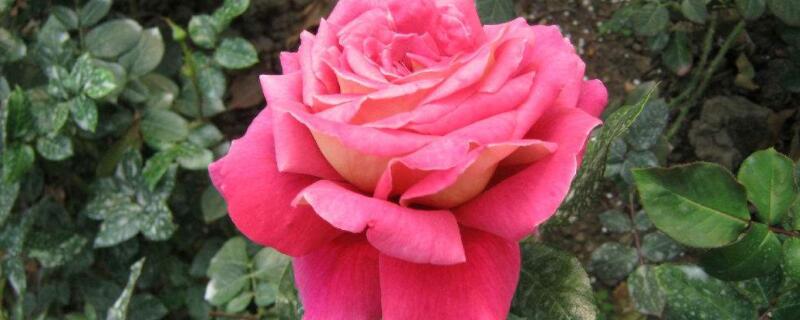 七彩玫瑰怎么养 七彩玫瑰怎么养在家里