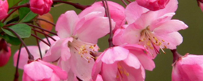 垂丝海棠开花后怎么修剪（垂丝海棠开花后怎么修剪好看）