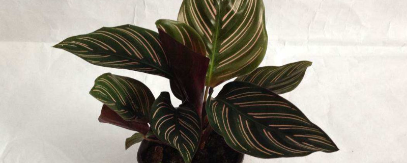 猫眼竹芋怎么不长新叶 猫眼竹芋怎么不长新叶了