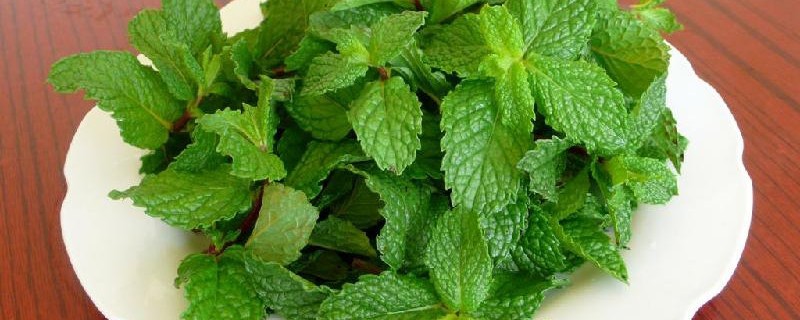 水培薄荷烂根怎么办（水培为什么不会烂根）