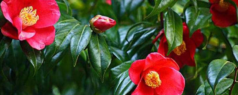 山茶和绿茶的区别（山绿茶与绿茶的区别）