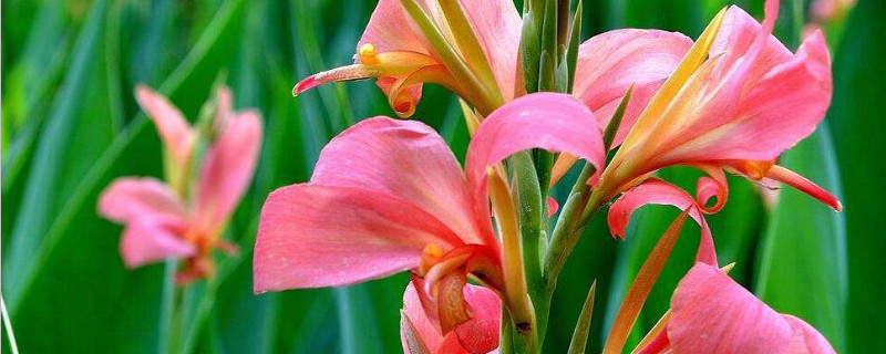 盆栽美人蕉怎样过冬 盆栽美人蕉怎样过冬的