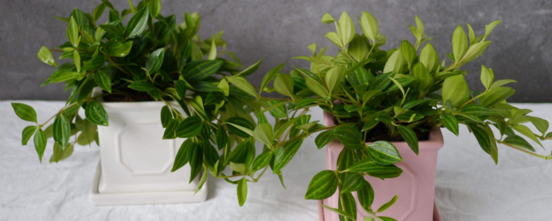 白脉椒草可以用水养吗 白脉椒草多长时间浇一次水