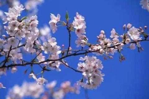 西府海棠和樱花的区别