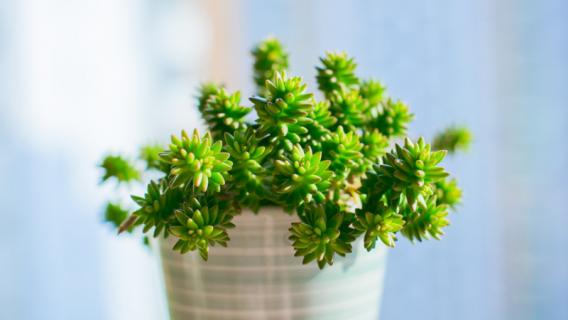 白花小松繁殖方法