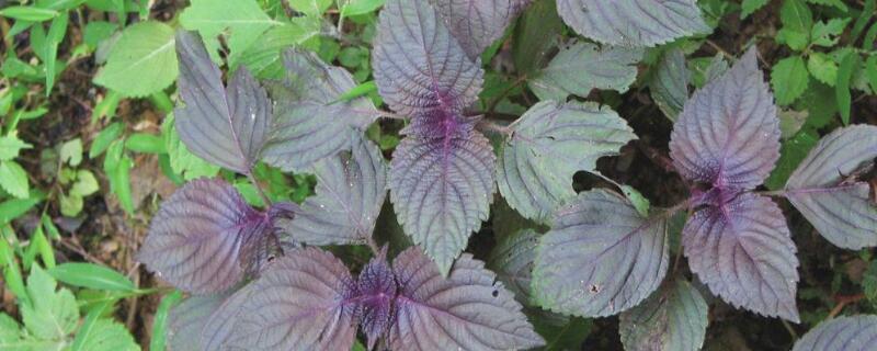 盆栽紫苏只能活一年么（盆栽紫苏可以活几年）