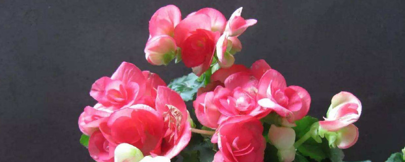 丽格海棠叶子边缘干枯 丽格海棠叶子周围干枯