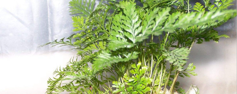 狼尾蕨怎么换盆 狼尾蕨怎么换盆视频