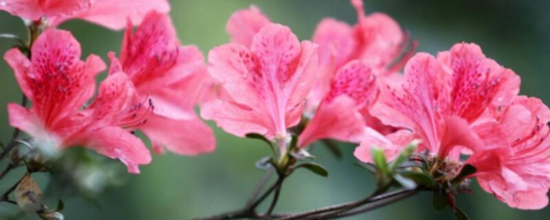 杜鹃花喜欢阳光吗（杜鹃花能晒太阳不）