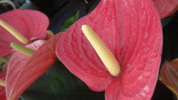 粉掌换盆的步骤