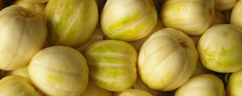 大棚种植香瓜怎么授粉（香瓜怎样授粉好）