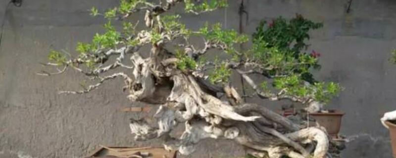 盆景枯萎怎么处理（盆景枯萎怎么处理最好）