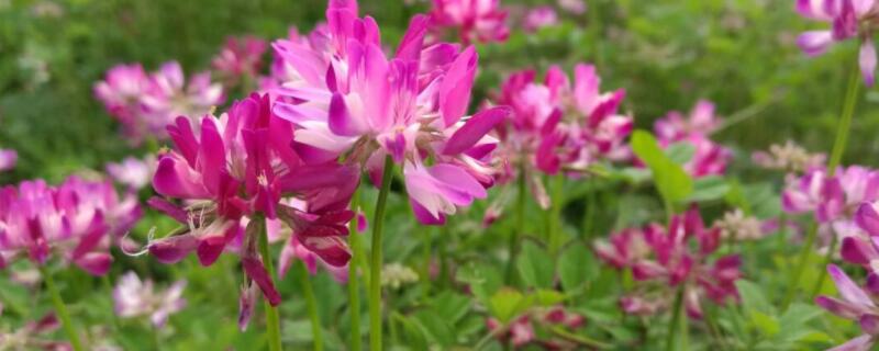 紫云英和苜蓿的区别 紫云英和紫苜蓿的区别