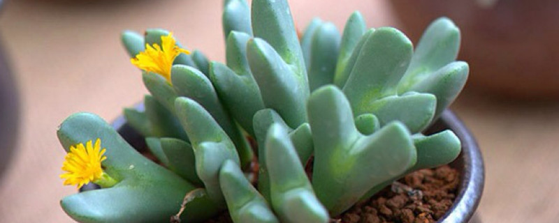 枝干番杏怎么控制枝条 枝干番杏的养殖方法和注意事项