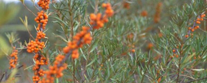 金棘长什么样（金棘的图片）