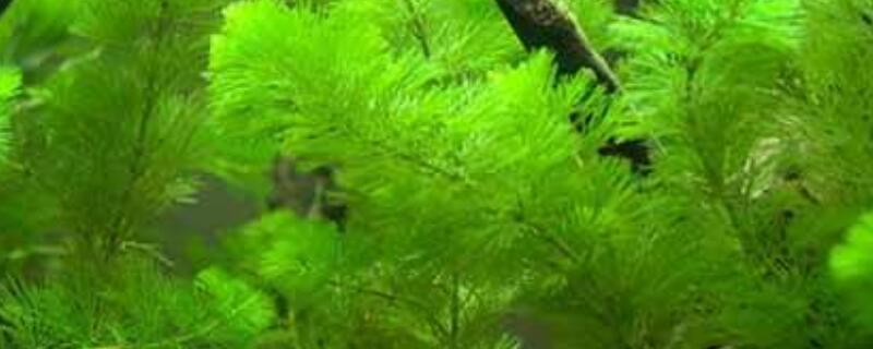 绿菊水草怎么繁殖扦插（绿菊水草怎么繁殖扦插方法）