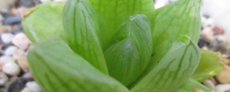 京之华是不是玉露（京之华怎么养）