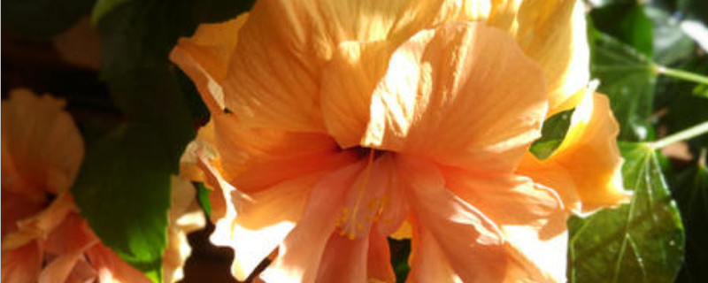 木菊花黄叶子怎么补救（木菊花黄叶子怎么回事）