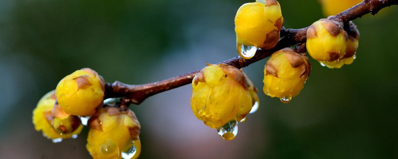 腊梅鲜切花怎么养护（腊梅鲜切花怎么养护视频）