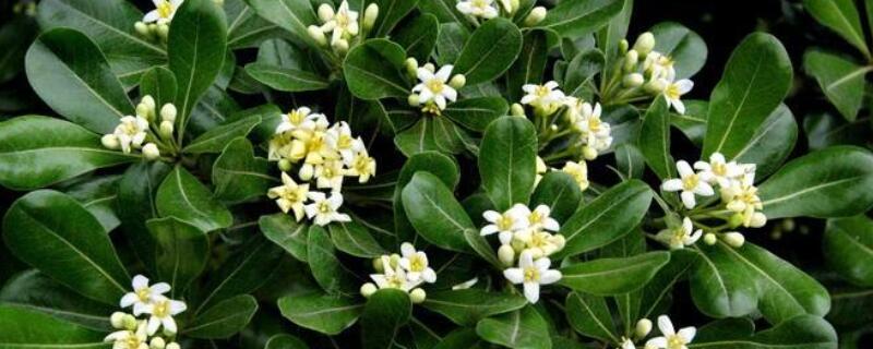 海桐花有毒吗（海桐花有什么作用）