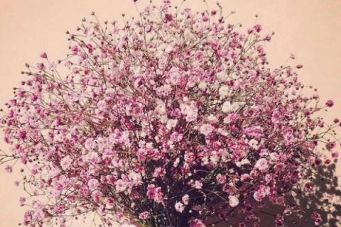 水晶草和满天星的区别