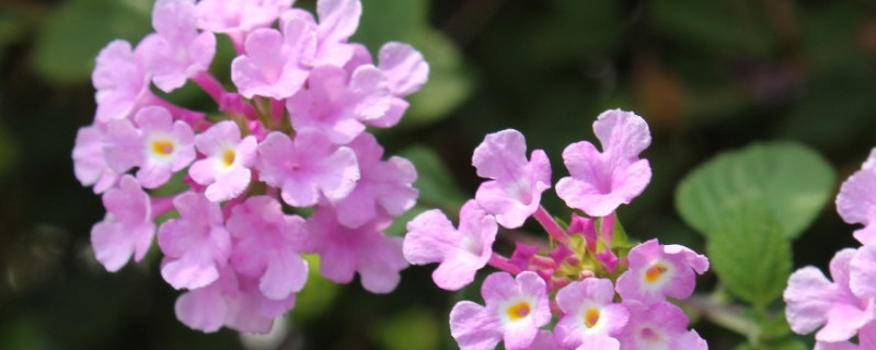 五色梅播种方法（五色梅播种方法视频）