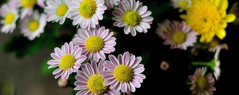 多头小菊的种植与管理（多头小菊的种植与管理方法）