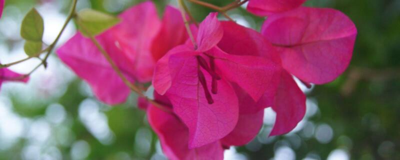 光叶子花怎么扦插（光叶子花怎么扦插成活率高）