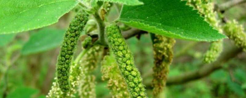 苟普穗是什么树（苟普穗的功效和作用）