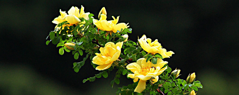 刺梅花枝上粘手（刺梅花叶子发粘是怎么回事）