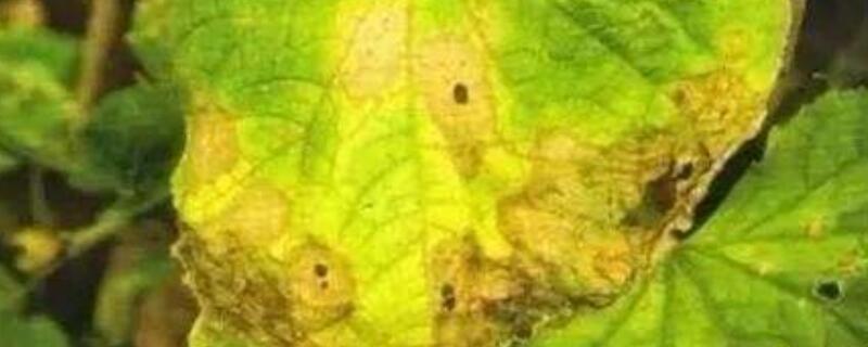 叶斑病与炭疽病的区别 叶斑病与炭疽病的区别在哪里