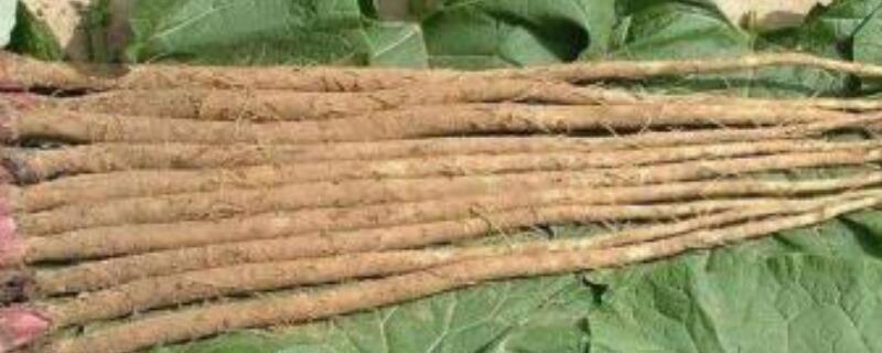 牛蒡是什么植物（牛蒡在农村叫什么）