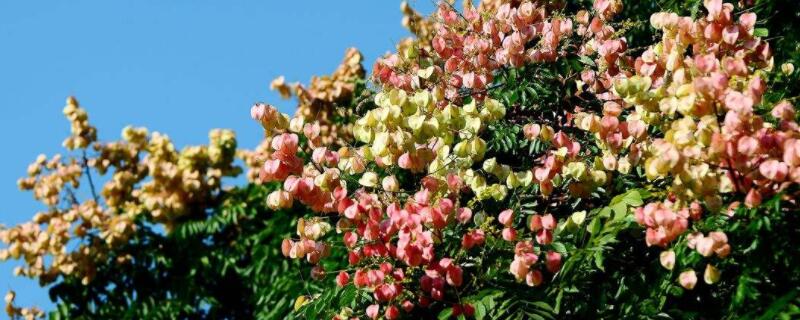 栾树果实的药用价值（栾树果实的药用价值是什么）