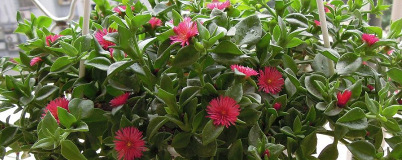 樱花吊兰怎么繁殖（樱花吊兰怎么繁殖后代）