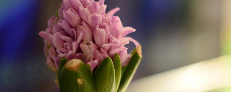 风信子开完花后怎么处理 风信子怎么繁殖新种球