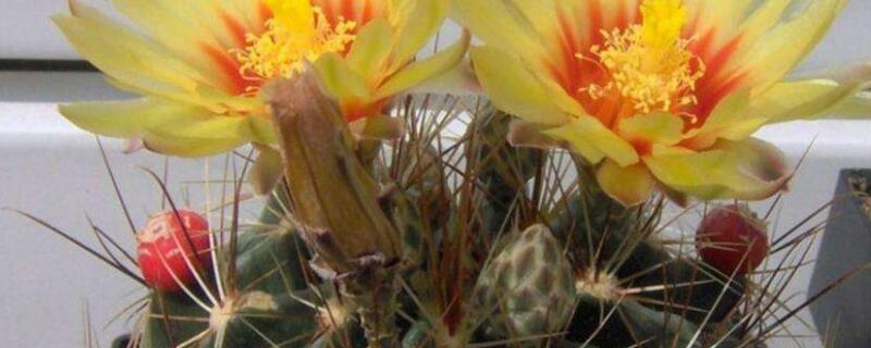 龙王球如何采集种子 龙王球如何采集种子图片