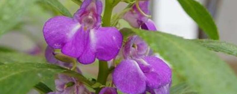 凤仙花是多年生植物吗（凤仙花是多年生植物吗图片）