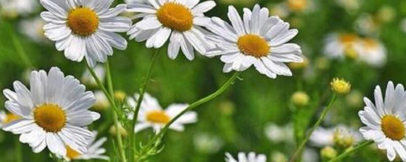 雏菊如何醒花 小雏菊花怎么醒