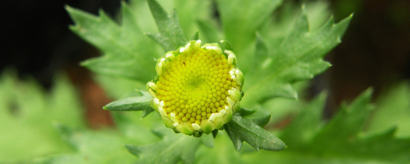 驱蚊草叶子发黄是怎么回事 驱蚊草叶子发黄是怎么回事啊