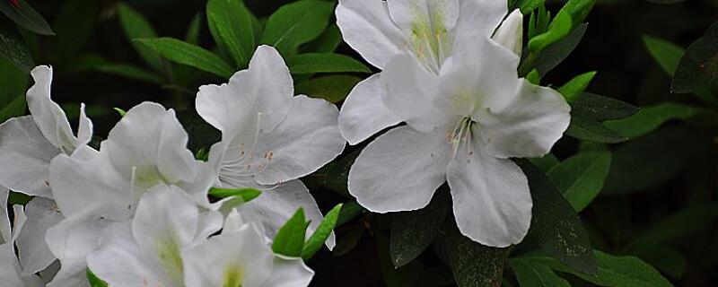 映山白与白杜鹃的区别 映山白和映山红区分