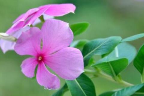 五叶梅和长春花的区别