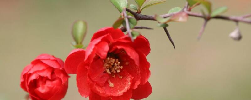 长寿海棠和长寿花区别 长寿花和海棠花是一种花吗?