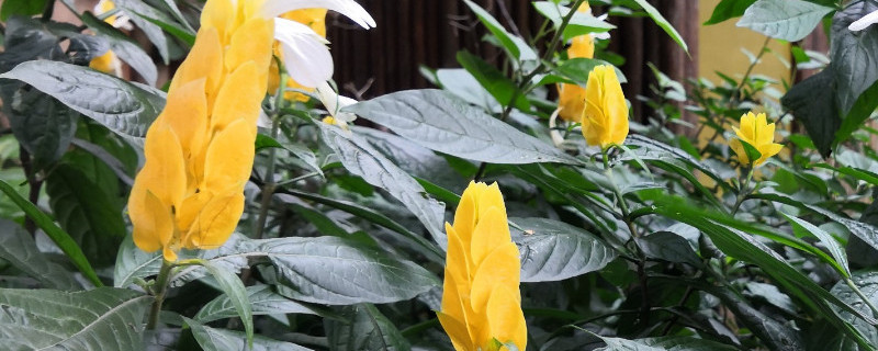 金苞花如何扦插 金苞花如何扦插水培