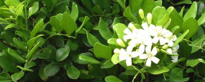 盆景催芽用什么（盆景催芽用什么肥料最好）