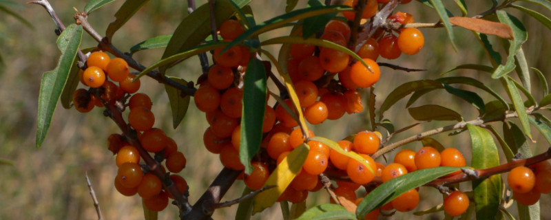 沙棘是什么植物 沙棘的图片