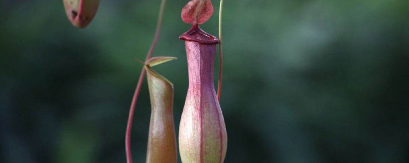 猪笼草怎么分雌雄（猪笼草怎么分雌雄图片）